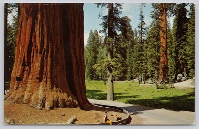Vintage Sequoia National Park Photochrome Postcard Ned Tree Round Meadow