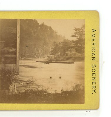 Drowned Horse Lake Animals L.D. & Co Stereoview