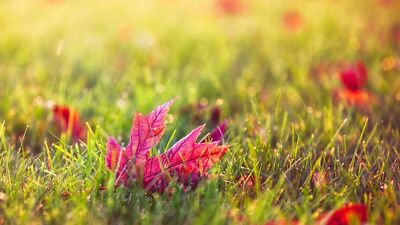 Landscape leaves grass macro bokeh fall plants Custom Gaming Mat Desk