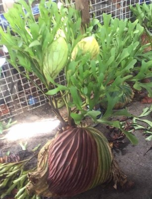 Staghorn Fern Spore Platycerium Ridleyi 3000 4000 Spore 1 Free Certificate Ebay