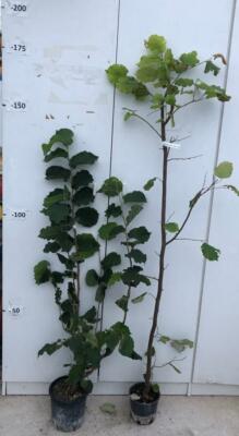 Albero Da Frutto Nocciolo `Tonda Gentile Delle Langhe` Vaso 6 L - Foto 8