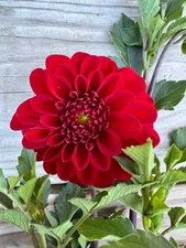 5 RED POM PON DAHLIA Bulb Tuber Clumps - US Seller