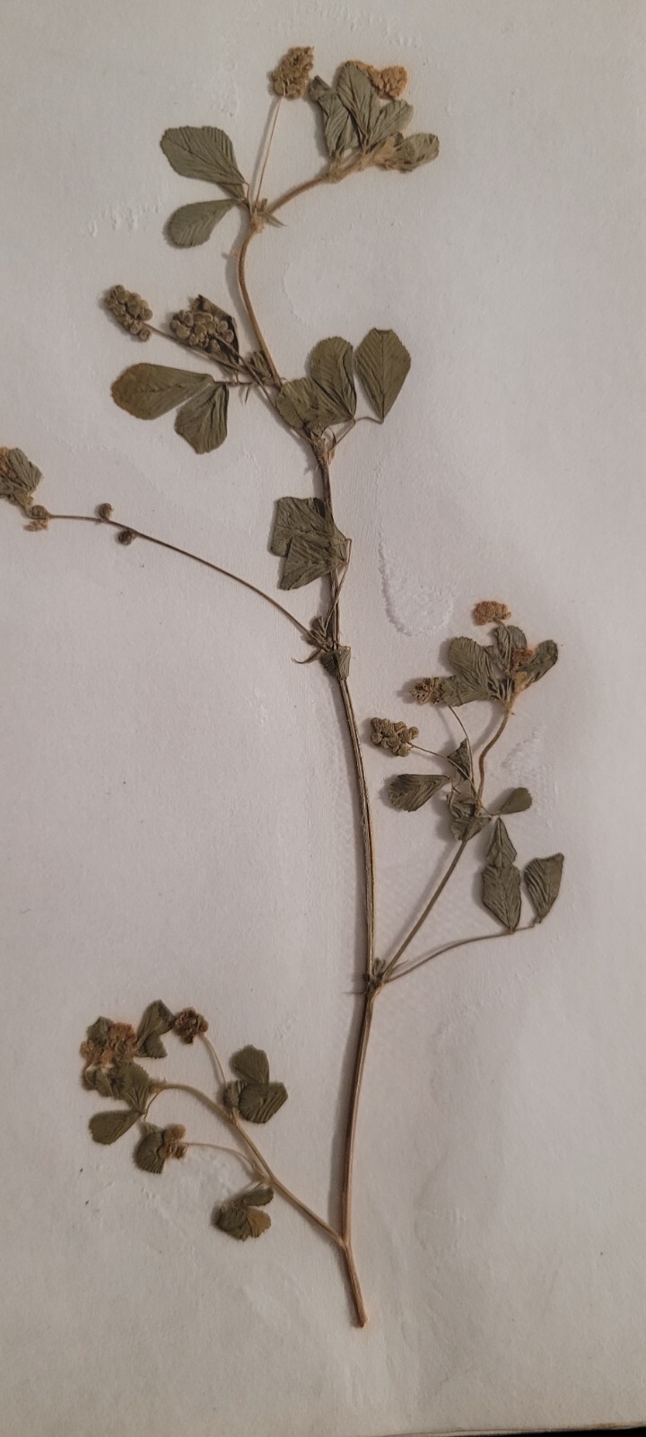 3 pressed leaves from 1970's