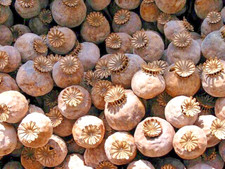 P. Somniferum Giganteum Poppy Seeds - The Giant Poppy x 2000 seeds