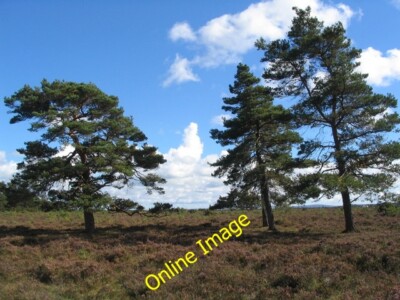Photo 6x4 Pines and heath Furzey Lodge Heather and three pines on the nor c2013