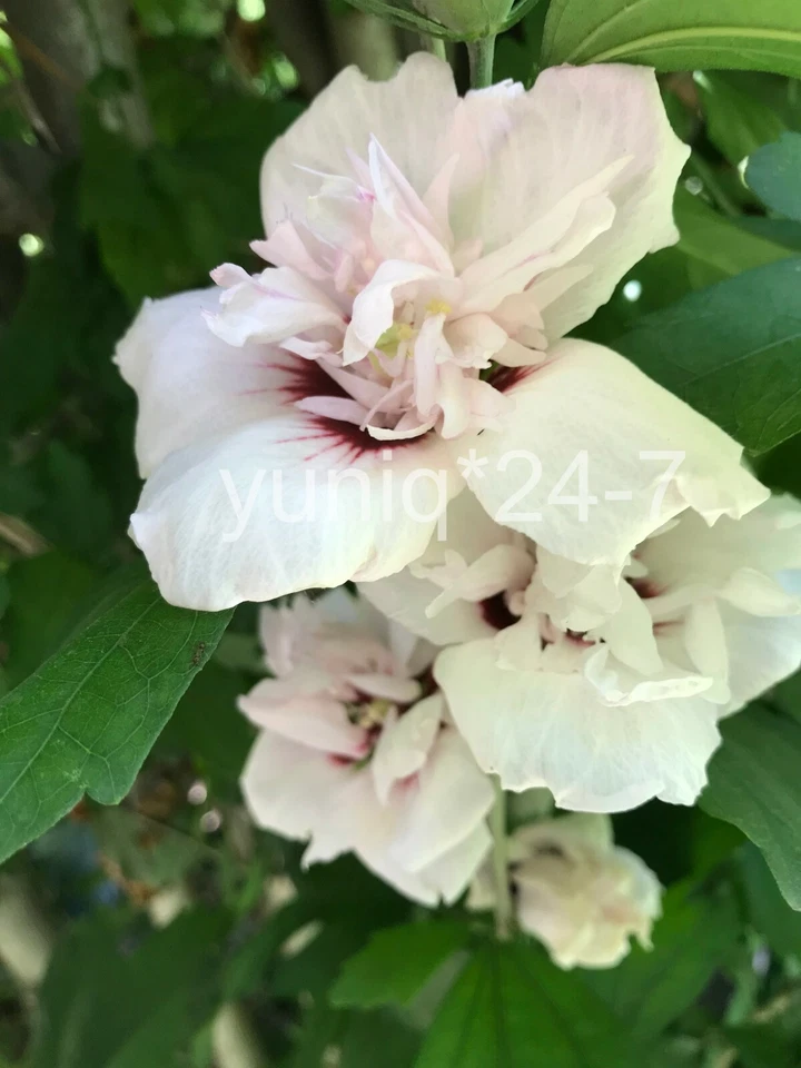 (5) Rose-of-Sharon ~Blushing Bride~ Pink Stem Branches/Cuttings Bush/Shrub/Tree - Image 2 of 4