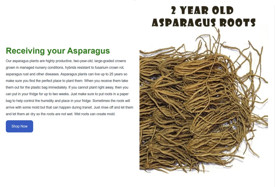 25 Purple Passion Live Asparagus Bare Roots - 2yr Crowns - Hand Picked Nursery - Image 3 of 4