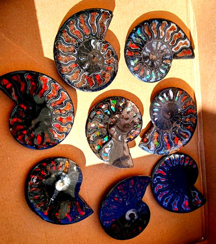 Kristall Ammoniten 8x starborn edelstein inlay Ammonit + Ammolith Opal Kristall