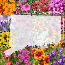 1 Pound Connecticut Bulk Wildflower Seed Mix (Northeast Varieties) 2,000 sq-ft