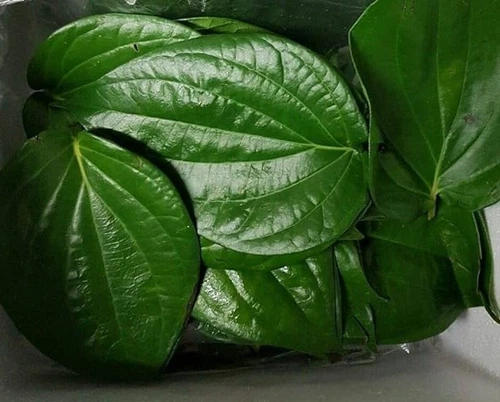 Fresh & Organic Paan - Betel Leaves (10 leaves) - Picture 2 of 2