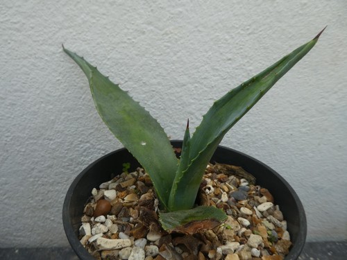 AGAVE AMERICANA, shown in 15cm pot, lovely, healthy succulent - Picture 2 of 5