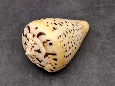 Beech Cone Seashell Conus Betulinus (1 shell approx. 2.75+ inches)