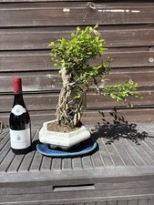 Bonsai Tree Giant Chinese Elm 35yrs Arial Roots STUNNING TREE SALE PRICE!!