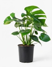 Monstera Deliciosa Live Plants, 2-Pack - Partial Shade, Houseplant