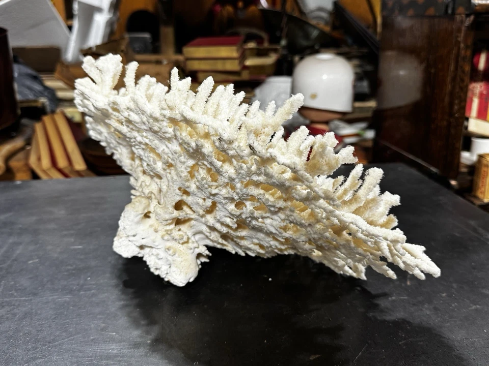 Espécimen de coral nido de aves de colección ¡Hallazgo raro! Talla grande 15" blanco Foto 3 de 4