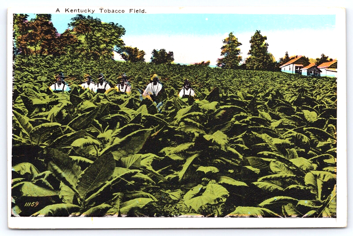 tobacco fields in kentucky 2022 Census Data for File:A Kentucky tobacco field LCCN2012648388.jpg
