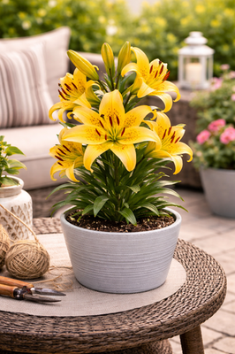 Yellow 'Alsek' Hybrid Lily Bulbs for Planting – Hardy Perennial