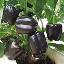 Pepper seёds, 25 Sweet Pepper Black Cube seёds #496+TRACK №