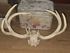Kansas Whitetail WILD Deer Antlers Skull European Mount Cabin Mancave — photo 3