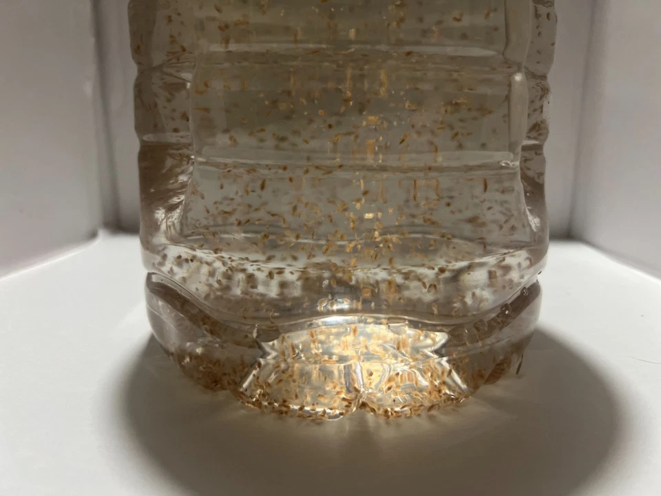 Распродажа Daphnia Magna ($1 за 100!) БЕСПЛАТНАЯ ДОСТАВКА - Изображение 4 из 4