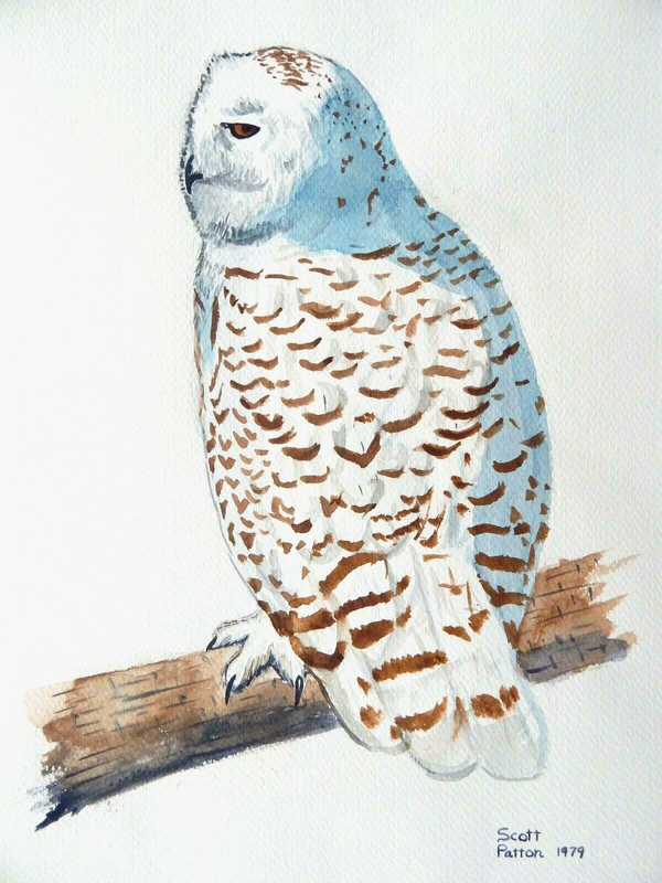 Scott Patton Art: "Snowy Owl" Original Watercolor Painting, Wildlife, Nature