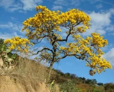 25 Fresh! Golden Trumpet Tree Seeds, Tabebuia chrysotricha, Guayacan Amarillo 