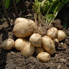 Seёds de patata, 0,01 g balada de patata rara seёds, organik SW1007+ PISTA №