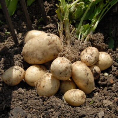 Potato seёds, 0,01g Potato Ballada rare seёds,  organik SW1007+ TRACK  