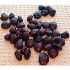 Tamarind Seeds Imli Beej Imli     Seed Natural Premium quality Free ship-50gm