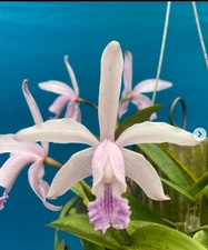 Cattleya Bertheauna (intermedia Coer X schilleriana Coer) Orchid Eros 2” Pot