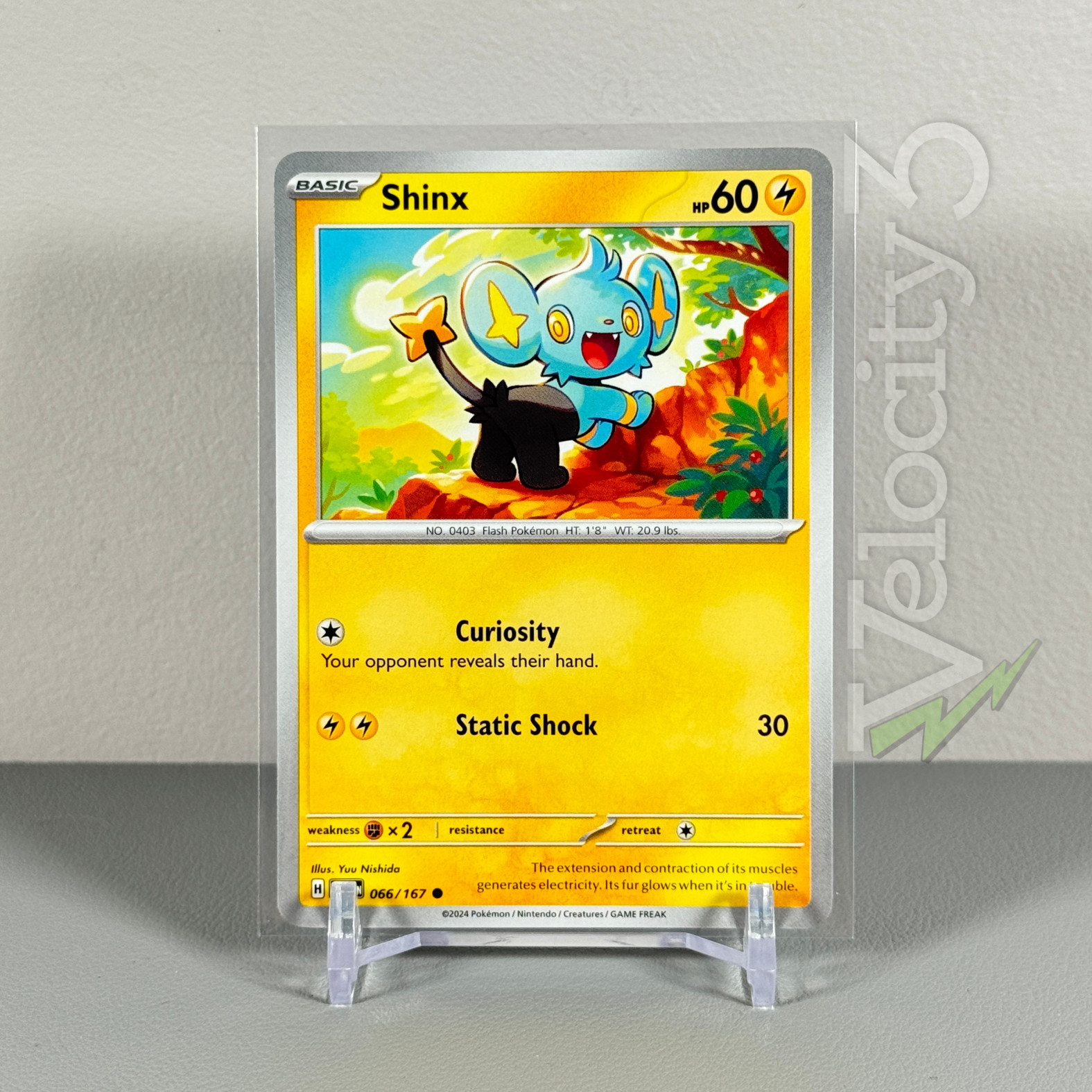 Pokemon TCG Card: SHINX 66/167  | Common | Twilight Masquerade | NM/Mint
