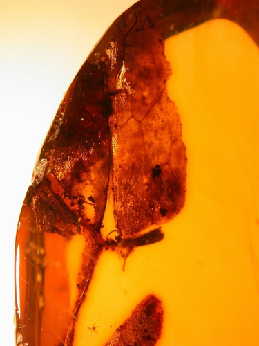 Very RARE Large Tropical Leaf with Stem Insect in Dominican Amber Fossil Gem - 第 1/12 張圖片
