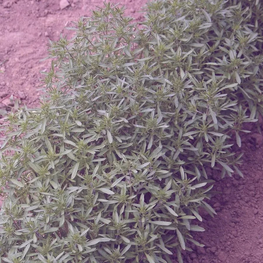 SUMMER SAVORY 'Satureja hortensis' 50+ SEMILLAS Foto 2 de 3