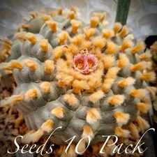 RARE SEEDS (10pk) L0ph…Rinconada x10 (Ten) Cactus US SELLER