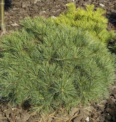 Zwerg-Weymouths-Kiefer Blue Shag 20-25cm - Pinus strobus
