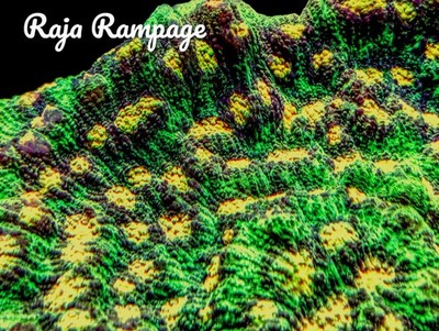 Raja Rampage Chalice 3/4-1.5 inch Coral Frag