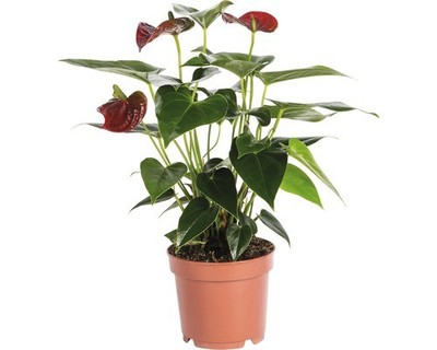 Flamingoblume/ Anthurie FloraSelf Anthurium andreanum H 35-40 cm  12 cm  Topf ro 2007004760969 | eBay.de