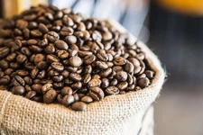 Ethiopian Harrar Queen City Coffee Bean Tree Seeds (25) / RARE