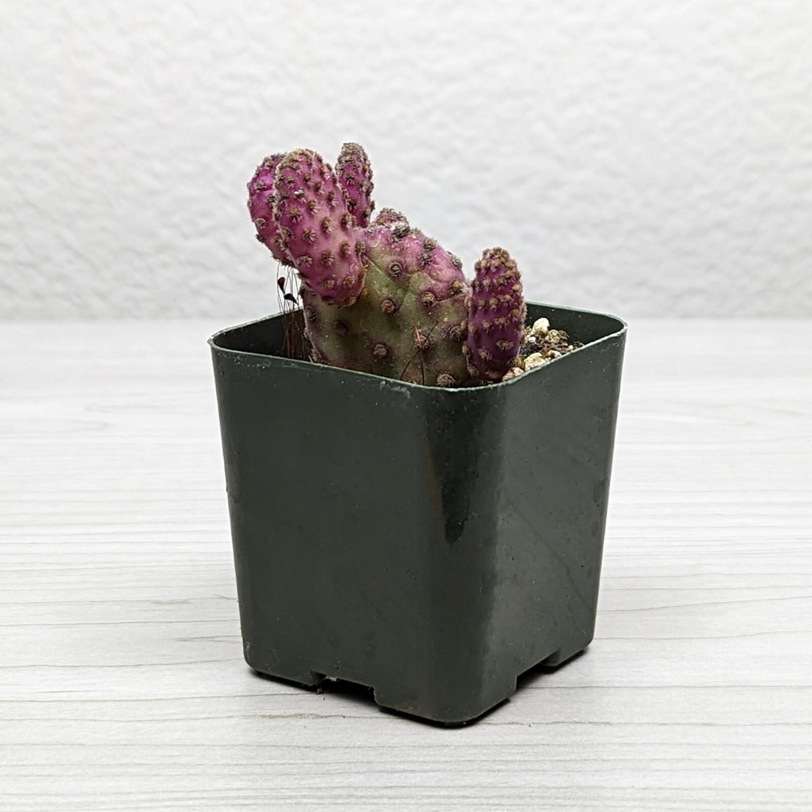 Cactus Plant - Opuntia Rufida : Mini Cinnamon Cactus - In 2" Pot