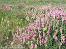 SAINFOIN silage or hay crop with grazing aftermath wildflower seeds 1kg -25kg