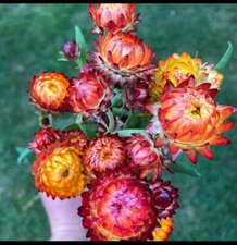 50 Fresh Orange & Cranberry Strawflower seeds