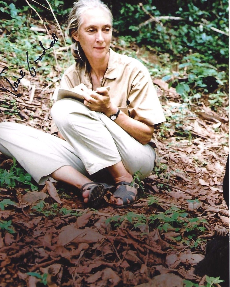 JANE GOODALL SIGNED LIVING WITH CHIMPANZEES 8x10 PHOTO BAS COA  ANTHROPOLOGIST | eBay