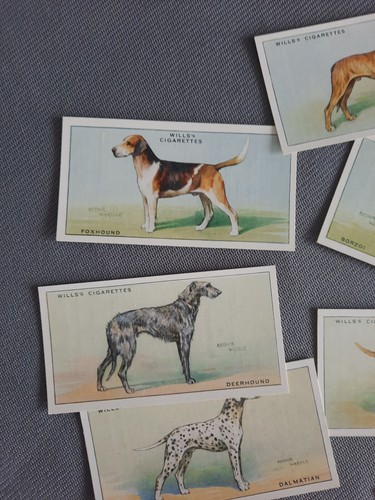 Wills Dogs 1937 - VG Condition - Picture 5 of 6