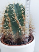 Echinocactus grusonii Schwiegermutterstuhl oder Goldkugelkaktus