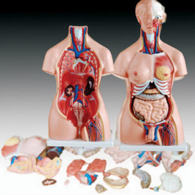 85cm Unisex Torso 23 Parts Made Of PVC Plastic Mounted Plastic base Fast Shiping