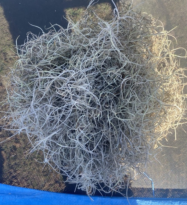Savannah Area Spanish Moss.  Shipped Fresh For Living Plant In Packed Gallon Bag