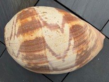 Anfora Melo XXL 38,5-39,5 cm - Lumaca a rullo diadema gigante - da collezione / D