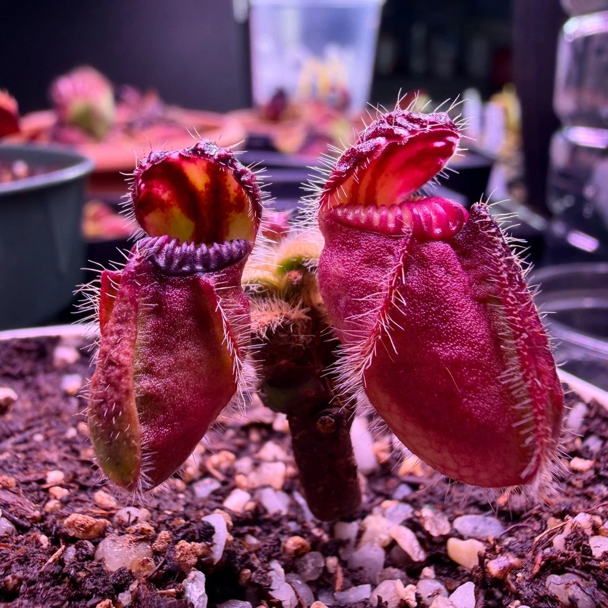 Cephalotus アルビ Pitcher Plant Cephalotus Carnivorous Plants for sale | eBay