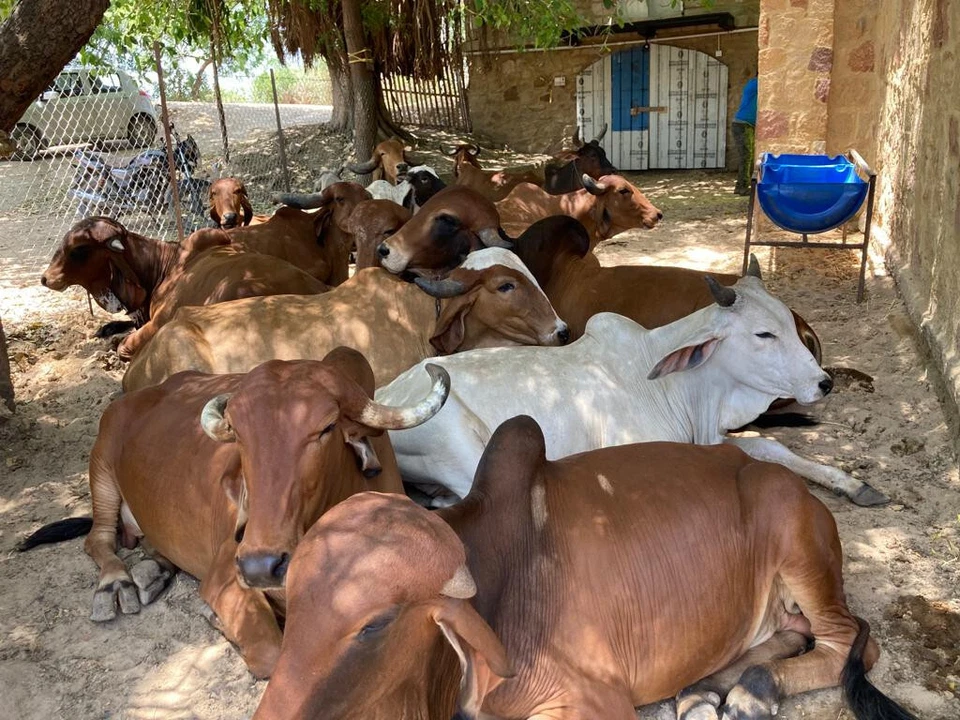Anahata Farm A2 Desi Gir Cow Pure Milk Ghee 1000 ml Glass Vedic Bilona Method - Image 4 of 4