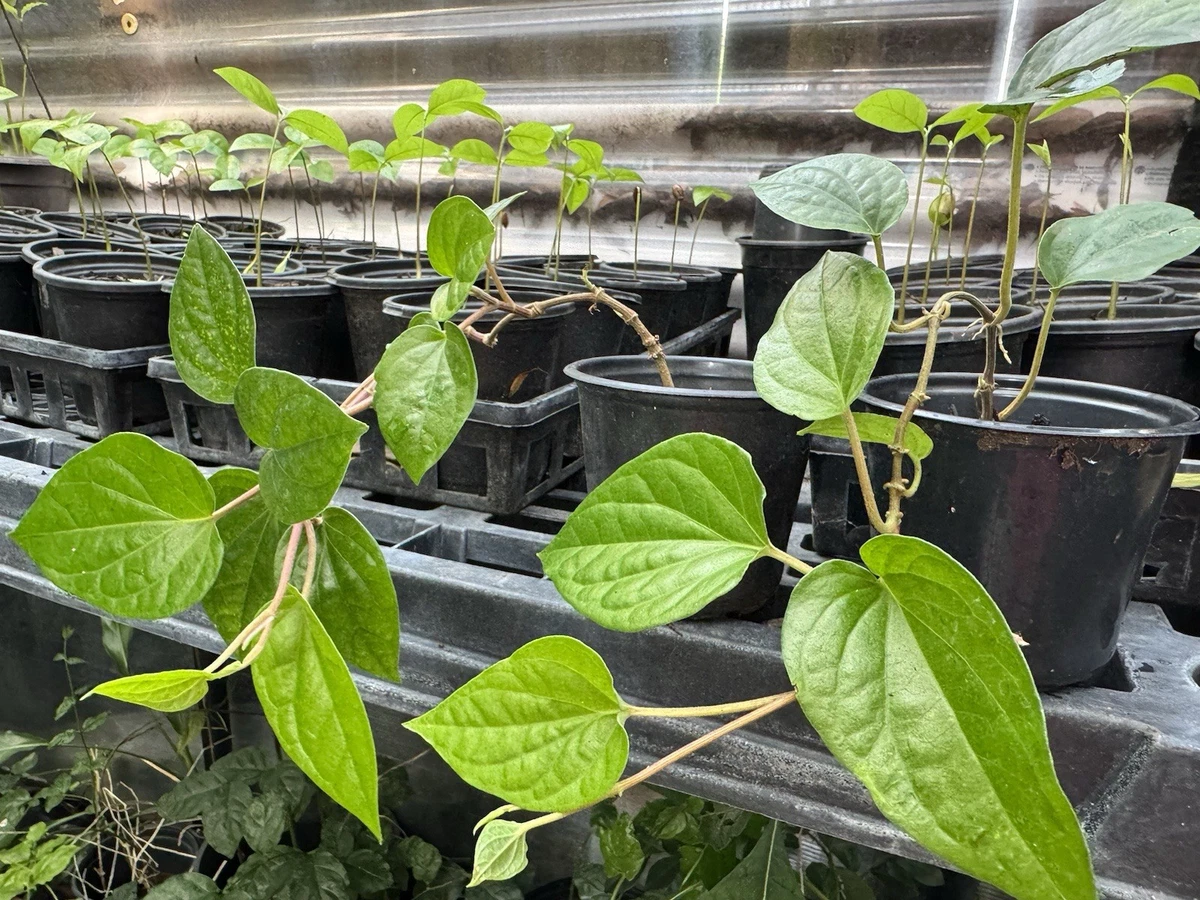 betel plant products for sale | eBay